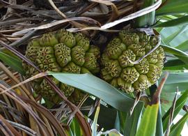   Pandanus tectorius  infructescence; photo: S.L. Winterton 