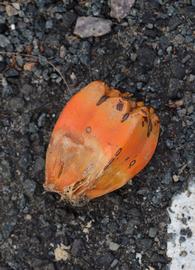   Pandanus tectorius  fruit; photo: S.L. Winterton 