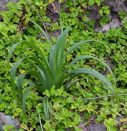   Pandanus tectorius , small size plant; photo: S.L. Winterton 