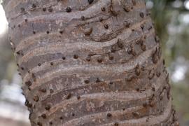   Pandanus tectorius  trunk showing leaf scars; photo: S.L. Winterton 