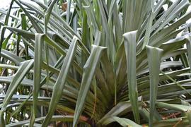   Pandanus tectorius  leaves; photo: S.L. Winterton 