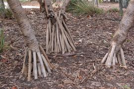   Pandanus tectorius  prop roots; photo: S.L. Winterton 