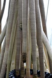   Pandanus vandermeeschii  prop roots; photo: S.L. Winterton 