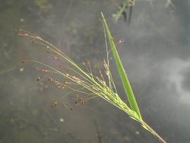   Panicum bisulcatum  inflorescence; photo copy; Show ryu 