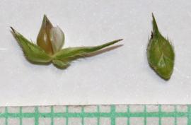   Panicum dichotomiflorum  spikelet; photo copy; Andrey Zharkikh 