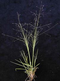   Panicum effusum  inflorescence; photo copy; Harry Rose 