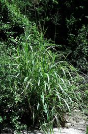   Panicum  sp.; photo copy; Robert Soreng 