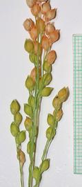   Panicum miliaceum  inflorescence detail; photo copy; Andrey Zharkikh 