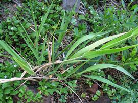   Panicum niihauense ; photo copy; David Eickhoff 