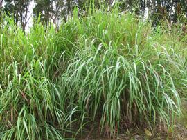   Panicum virgatum ; photo copy; Forest and Kim Starr 