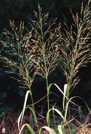   Panicum virgatum  inflorescence; photo copy; Ted Bodner 