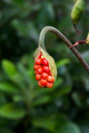  Peltandra sagittaefolia  fruit; photo copy; David R. McAdoo