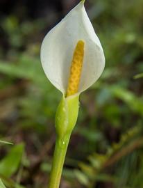   Peltandra sagittaefolia  spathe and spadix; photo copy; Philip Bouchard 