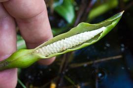   Peltandra virginica  spathe and spadix; photo copy; Ken ichi Ueda 