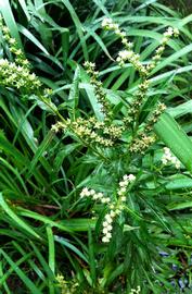   Penthorum chinense  inflorescence; photo: S.L. Winterton 