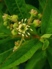   Penthorum sedoides  flower; photo copy; H. Zell 