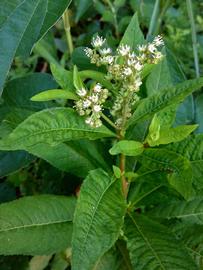   Penthorum sedoides ; photo copy; Fritz Flohr Reynolds 