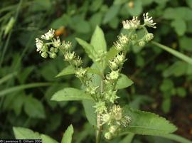   Penthorum sedoides  inflorescence; photo copy; Lawrence S. Gilliam 