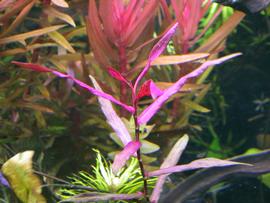   Persicaria hydropiperoides , submersed; photo: S.L. Winterton 