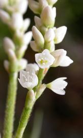   Persicaria  sp. #39;Sao Paulo#39; flowers; photo: S.L. Winterton 