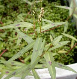   Persicaria  sp. #39;Sao Paulo#39;, emersed; photo: S.L. Winterton 