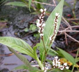   Persicaria  sp. #39;Sao Paulo#39; inflorescence; photo: S.L. Winterton 