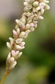   Persicaria  sp. #39;Sao Paulo#39; inflorescence; photo: S.L. Winterton 