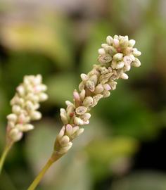   Persicaria  sp. #39;Sao Paulo#39; inflorescence; photo: S.L. Winterton 