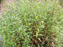   Persicaria  sp., emersed; photo: S.L. Winterton 