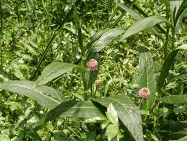   Persicaria  sp., emersed; photo: S.L. Winterton 