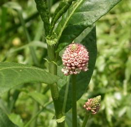   Persicaria  sp. inflorescence; photo: S.L. Winterton 