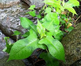   Persicaria thunbergii , emersed; photo: S.L. Winterton 