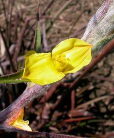   Philydrum lanuginosum  flower; photo: S.L. Winterton 