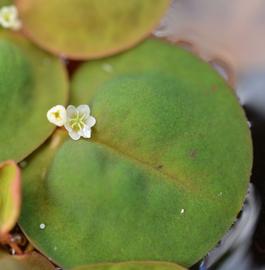   Phyllanthus fluitans  inflorescence; photo: S.L. Winterton 