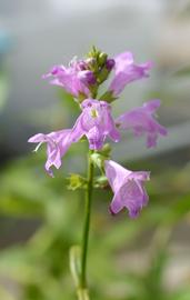   Physostegia purpurea  inflorescence; photo: S.L. Winterton 