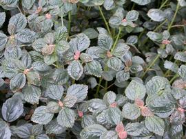   Pilea pubescens , emersed; photo: S.L. Winterton 