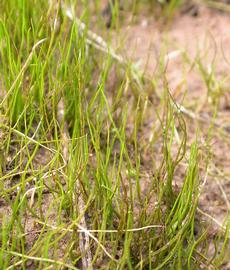   Pilularia americana , emersed; photo: S.L. Winterton 