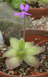   Pinguicula moranensis  inflorescence; photo: S.L. Winterton 