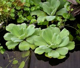   Pistia stratiotes  mature plants, floating; photo: S.L. Winterton 