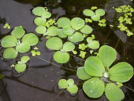   Pistia stratiotes  juvenile plants, floating; photo: S.L. Winterton 