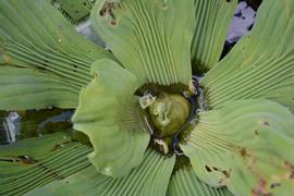   Pistia stratiotes  inflorescence; photo: S.L. Winterton 