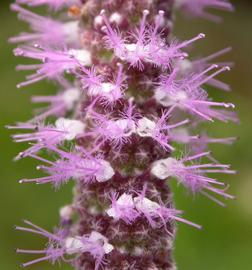   Pogostemon stellatus  flowers; photo: S.L. Winterton 