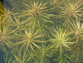   Pogostemon stellatus , submersed; photo: S.L. Winterton 