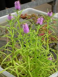   Pogostemon yatabeanus , emersed; photo: S.L. Winterton 