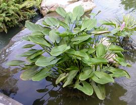   Pontederia cordata , emersed; photo: S.L. Winterton 