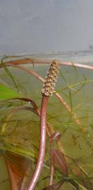   Potamogeton  sp. spike; photo: S.L. Winterton 