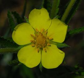   Potentilla arguta  flower; photo copy; Joshua Mayer 