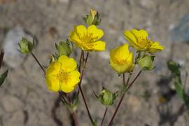   Potentilla gracilis  flowers; photo copy; Andrey Zharkikh 