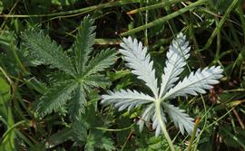   Potentilla gracilis  leaves; photo copy; Andrey Zharkikh 