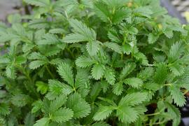   Potentilla  sp. leaves; photo: S.L. Winterton 